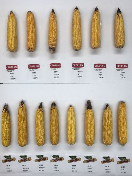 gardenplaincoop's tweet photo. Update on Farmers Coop 2020 Dryland Corn plot. Trecepta corn showing great resistance to corn ear worm. Some exciting varieties in the pipeline for 2021!  

Shawn Talkington 
Agronomy Sales
Farmers Coop https://t.co/TcQHAQlzmf