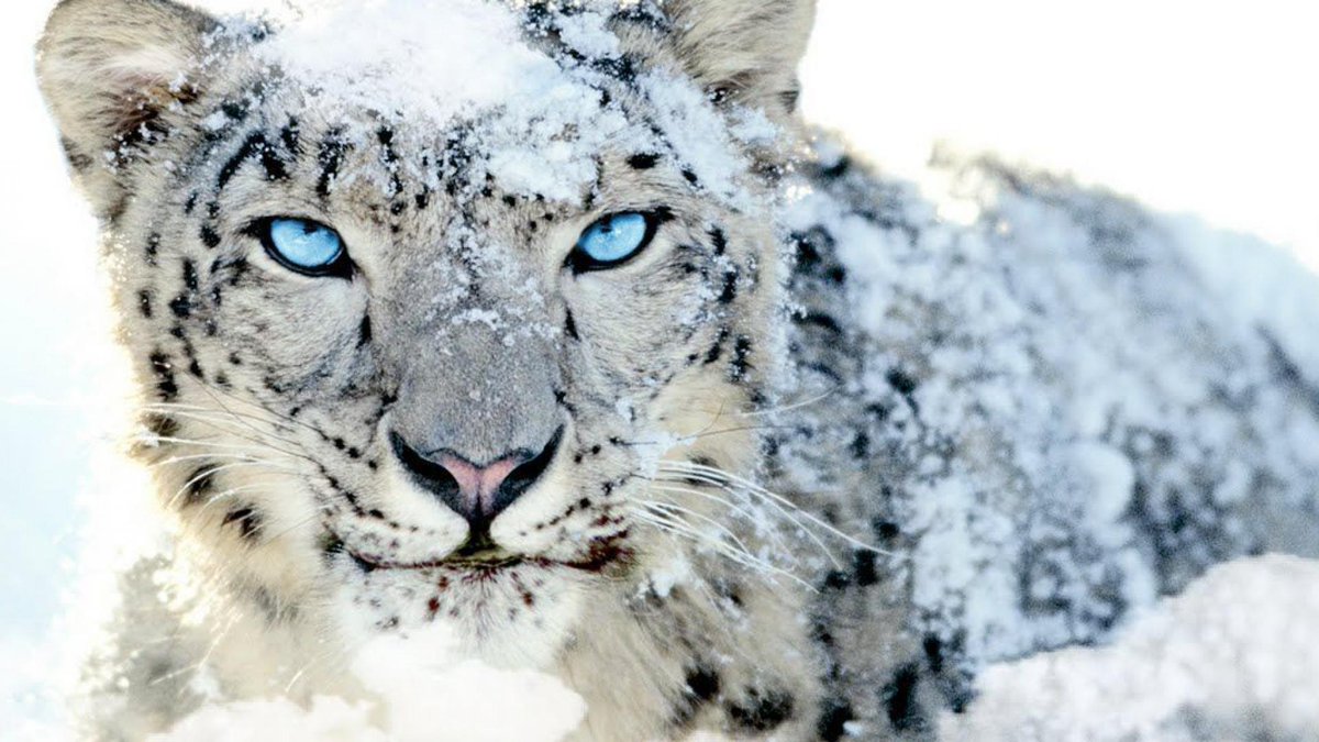 ky_senate's tweet photo. During the lockdown, carbon emissions across the globe were down 17%. Skies were clearer. Previously obscured mountains were visible. Snow leopards were spotted where never seen before. COVID has give a glimpse of a dire future, but also one where a better Earth as attainable. https://t.co/HLMytp02K3