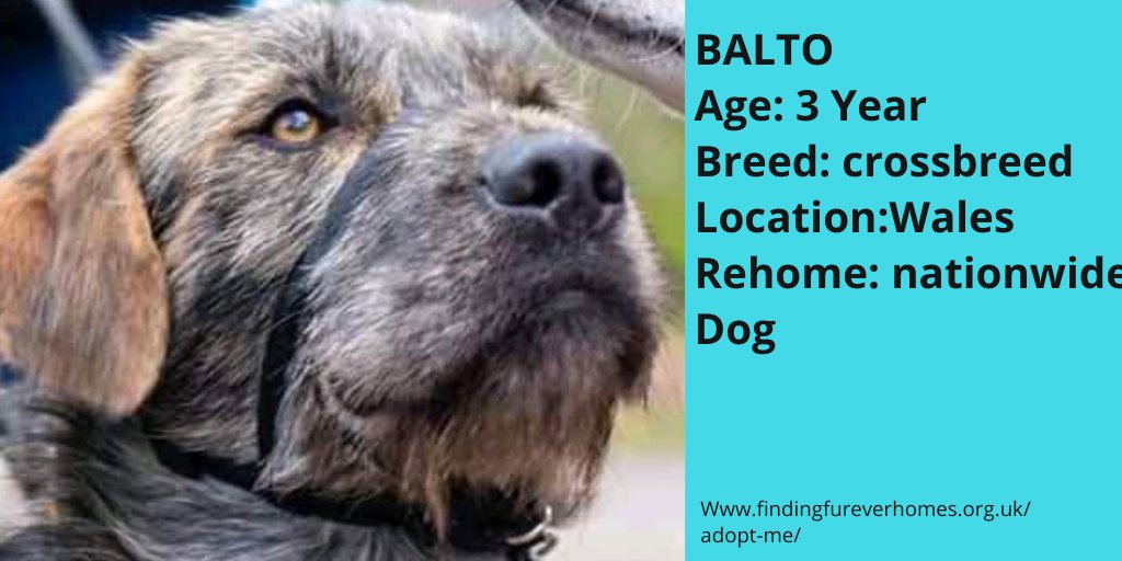 Please RT BALTO'S details to help him find his furever home
findingfureverhomes.org.uk/dogs/balto/