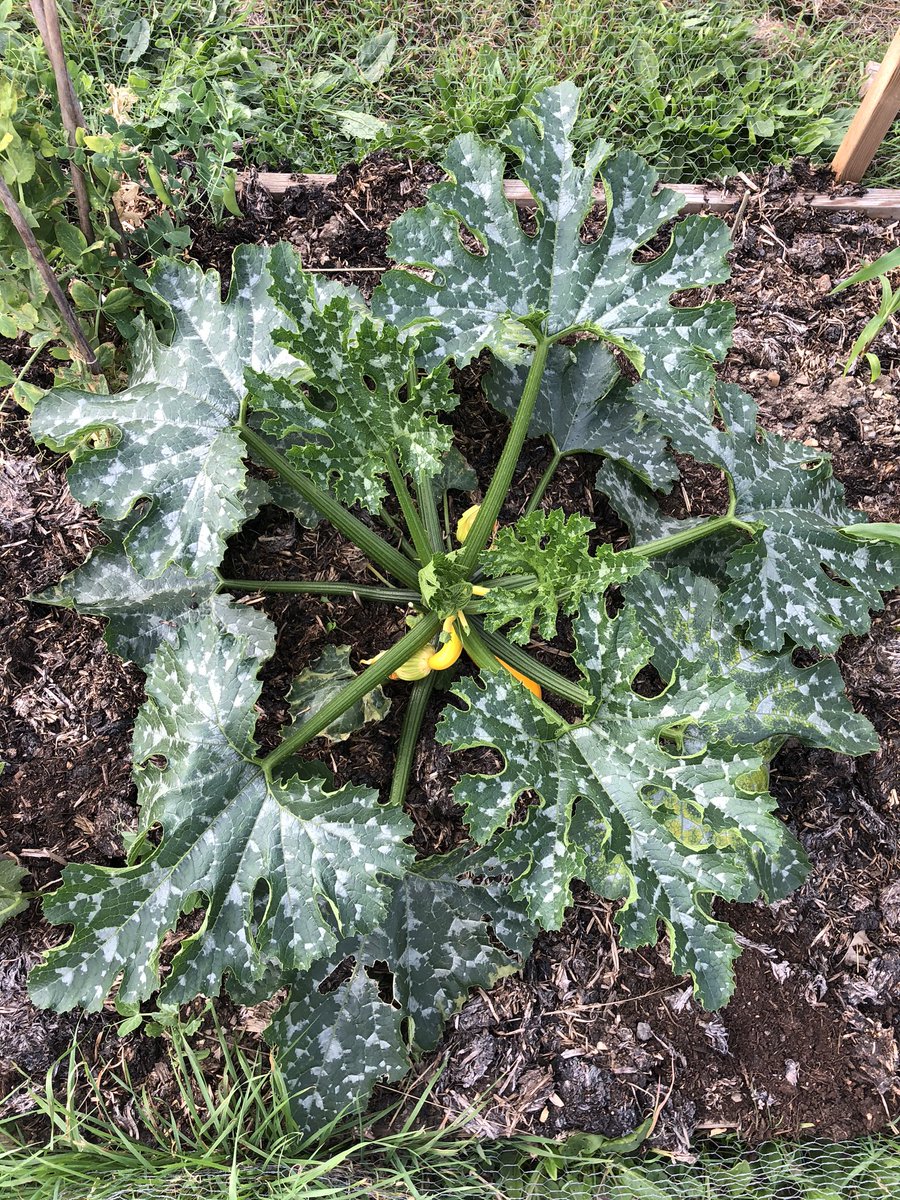 Things are looking good on the lottie! I thought I’d killed all my swede but I found two hiding amongst the sprouts 🥰 my first courgette is nearly ready, I’m so behind this year but at least things are still alive 😬 #growyourown