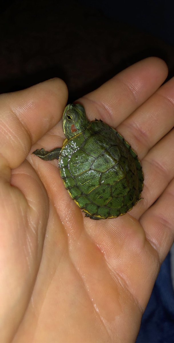 Lui_z71's tweet photo. My lil baby Benny when he was smaller🥺😂🐢 https://t.co/AXkmef9urg