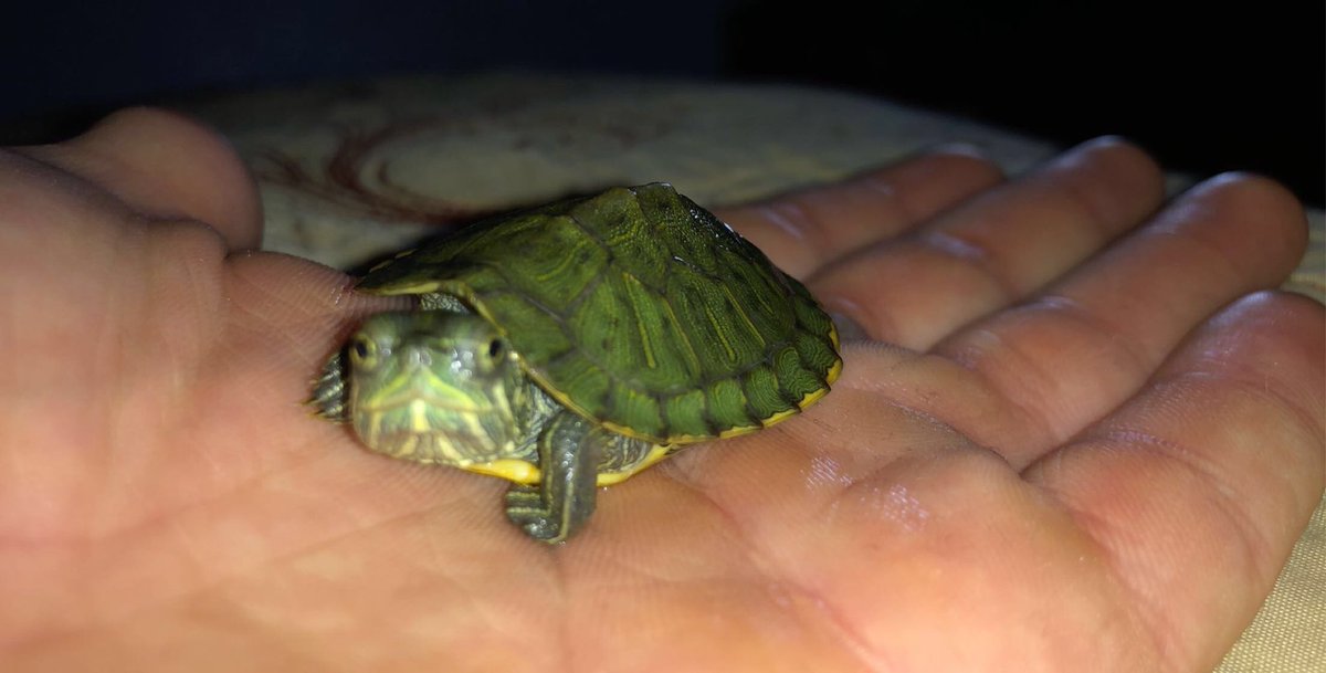Lui_z71's tweet photo. My lil baby Benny when he was smaller🥺😂🐢 https://t.co/AXkmef9urg