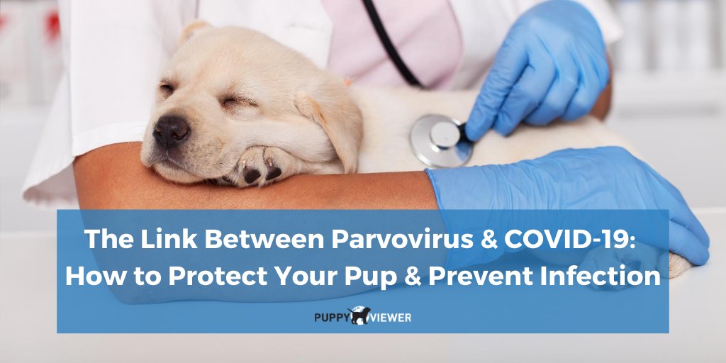 PuppyViewer's tweet photo. A new report shows #parvovirus infections are on the rise – a ripple effect of the #COVID19 #pandmic. Here’s what to watch for and how you can protect your #puppy or #dog from parvo:  https://t.co/4ZtkGQOqKP https://t.co/yRNOr04U7f