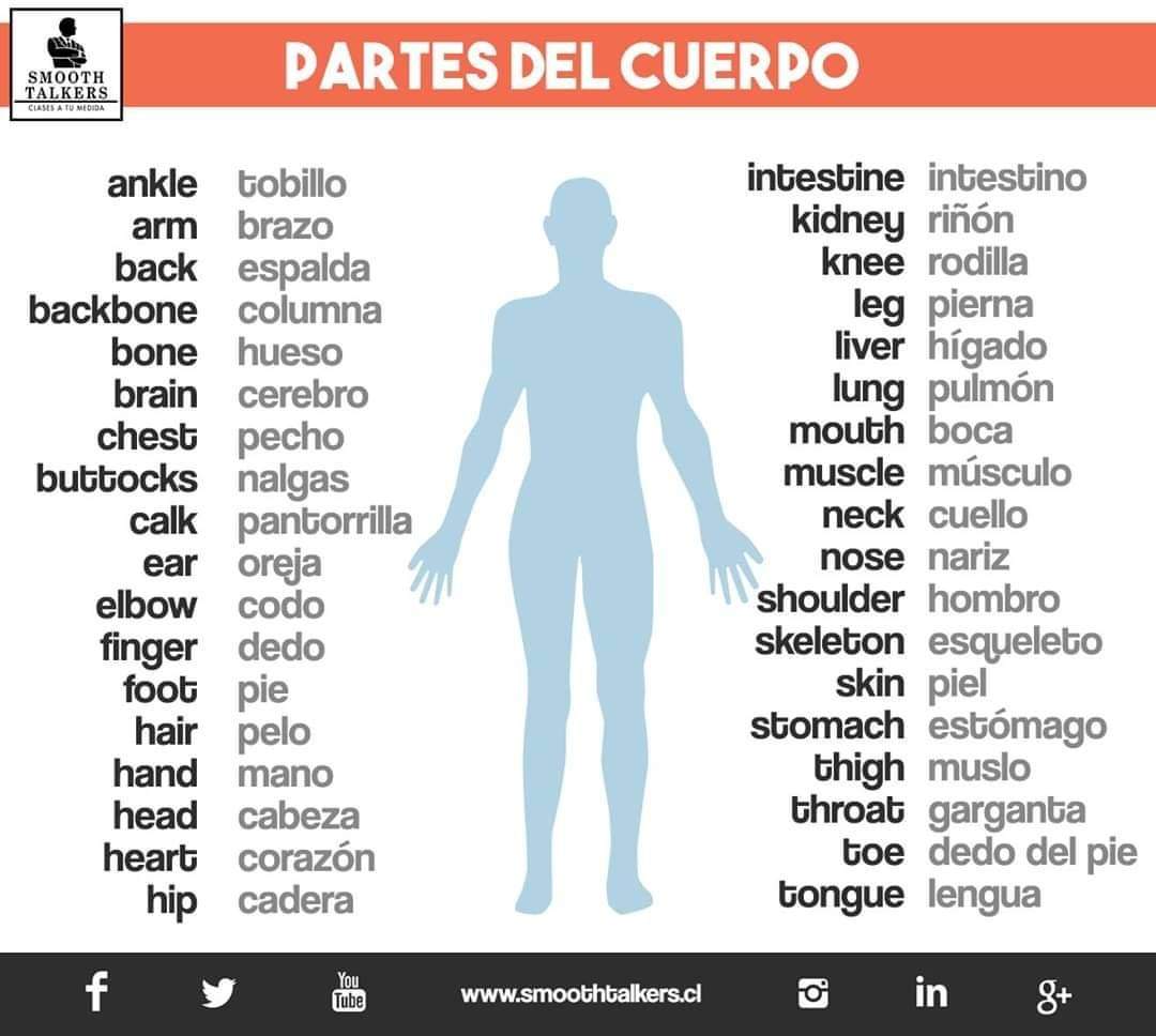 Adelante Poner Agente de mudanzas Clases de inglés/español/portugués online en vivo on Twitter: "¿Conoce las  partes de tu cuerpo en inglés ;) ? https://t.co/k7LyBpKFkq" / Twitter