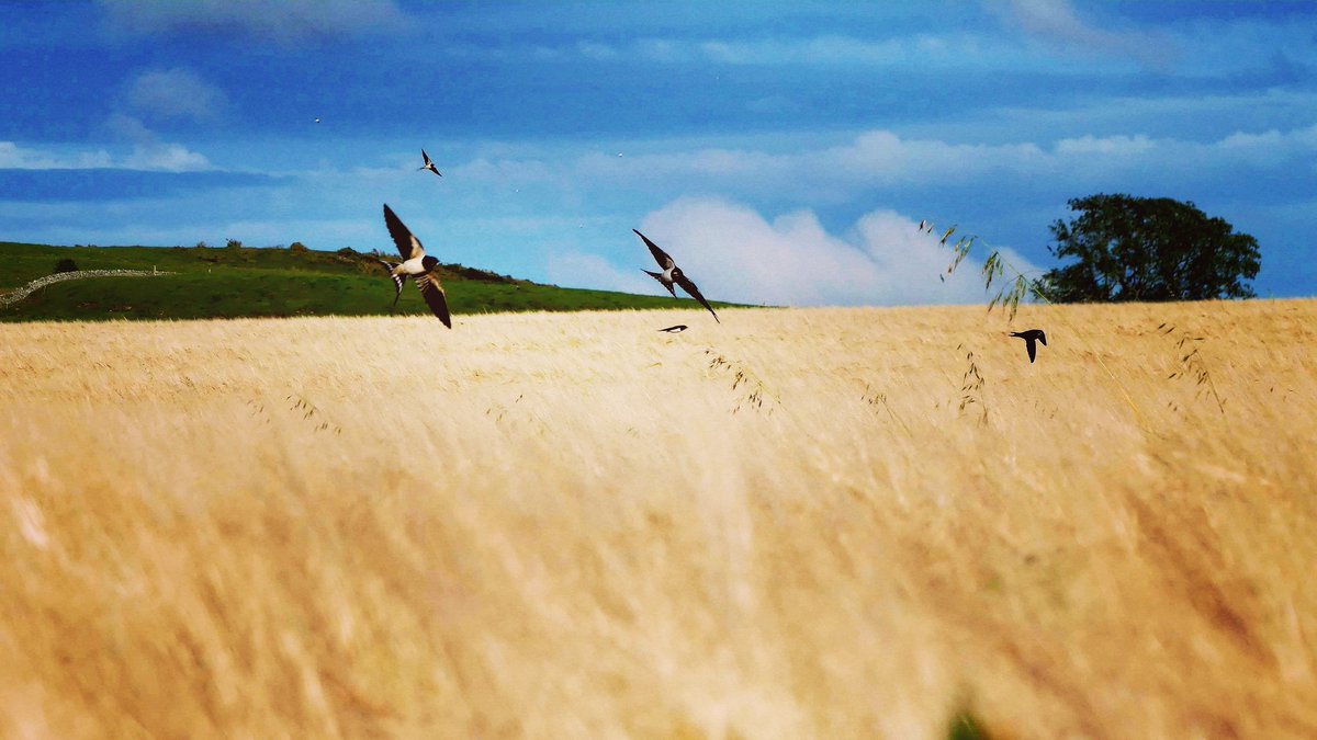 You try to take a photo of some wild oats and some swallows bomb it hunting for insects!
#scottishborders #scottishagritourism #farmingwithnature #farmtours #agritourism #gatetoplate