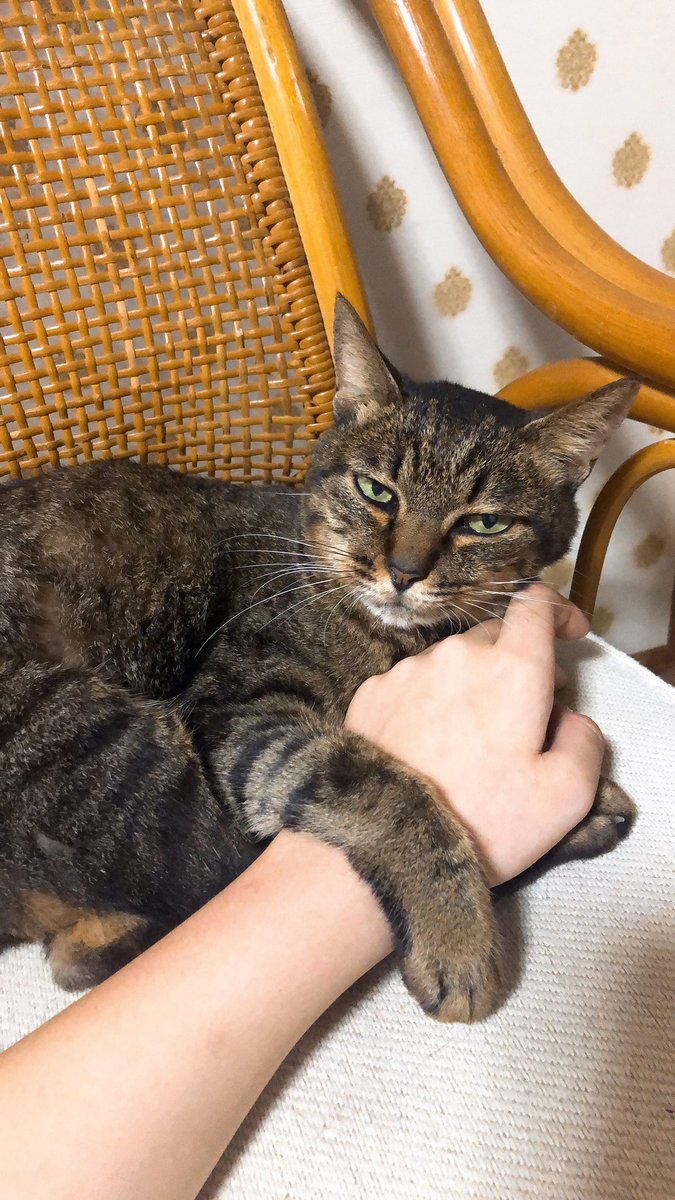 Crane うちの超可愛い猫を見て 世界猫の日