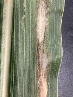 Doug1954 tweet media