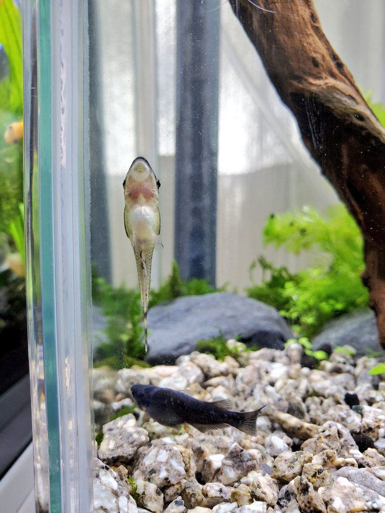 18さん おはようございます 今日も元気に アクアリウム オトシンクルス ゴールデンアルジイーター 水槽レイアウト T Co Lnbvvueejn Twitter