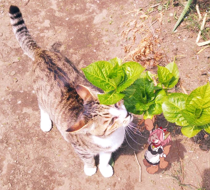 今日は世界猫の日だぞ 