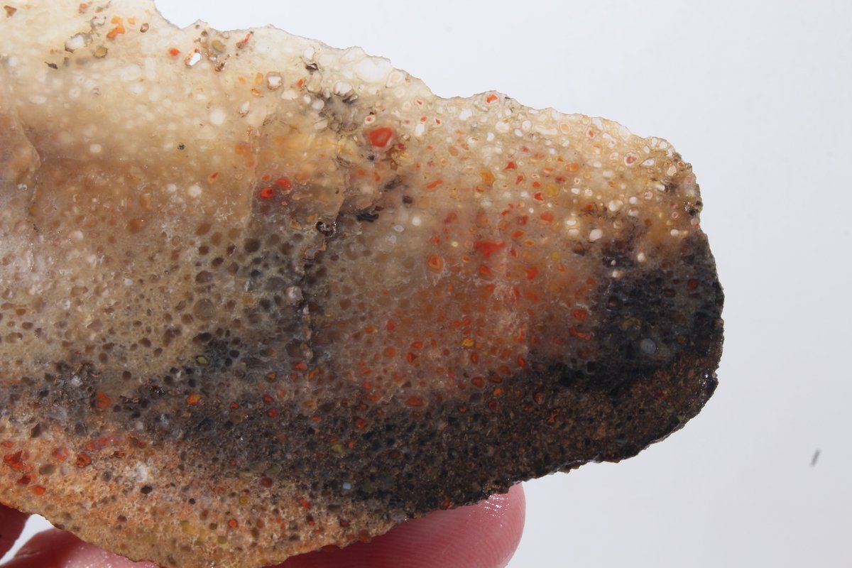 Mineralholics's tweet photo. Dinosaur "Gembone" Fossil, Jurassic Dino with Translucent cells are uncommon, not a great example but has a little character #Jurassic #dinosaur #Gemstones #lapidary #gembone https://t.co/Zw7xzrbB7K