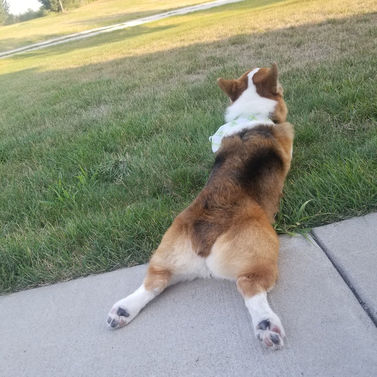 Tank_the_Corgi tweet media