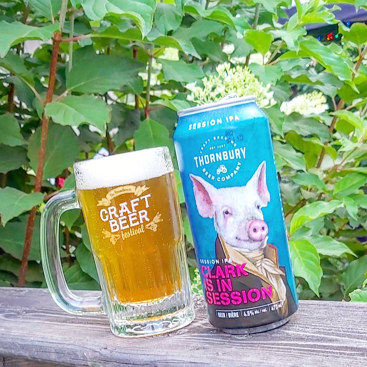 DrunkPolkaroo's tweet photo. The label art caught my eye, the west leaning Session IPA inside captured my heart. @ThornburyCraft Clark is in Session from the #RHCBF2020 @SteamWhistle Beer fest in a Box on Patio Pints with Polk : https://t.co/Z3UTMC6BGZ https://t.co/pG83EDcJSR
