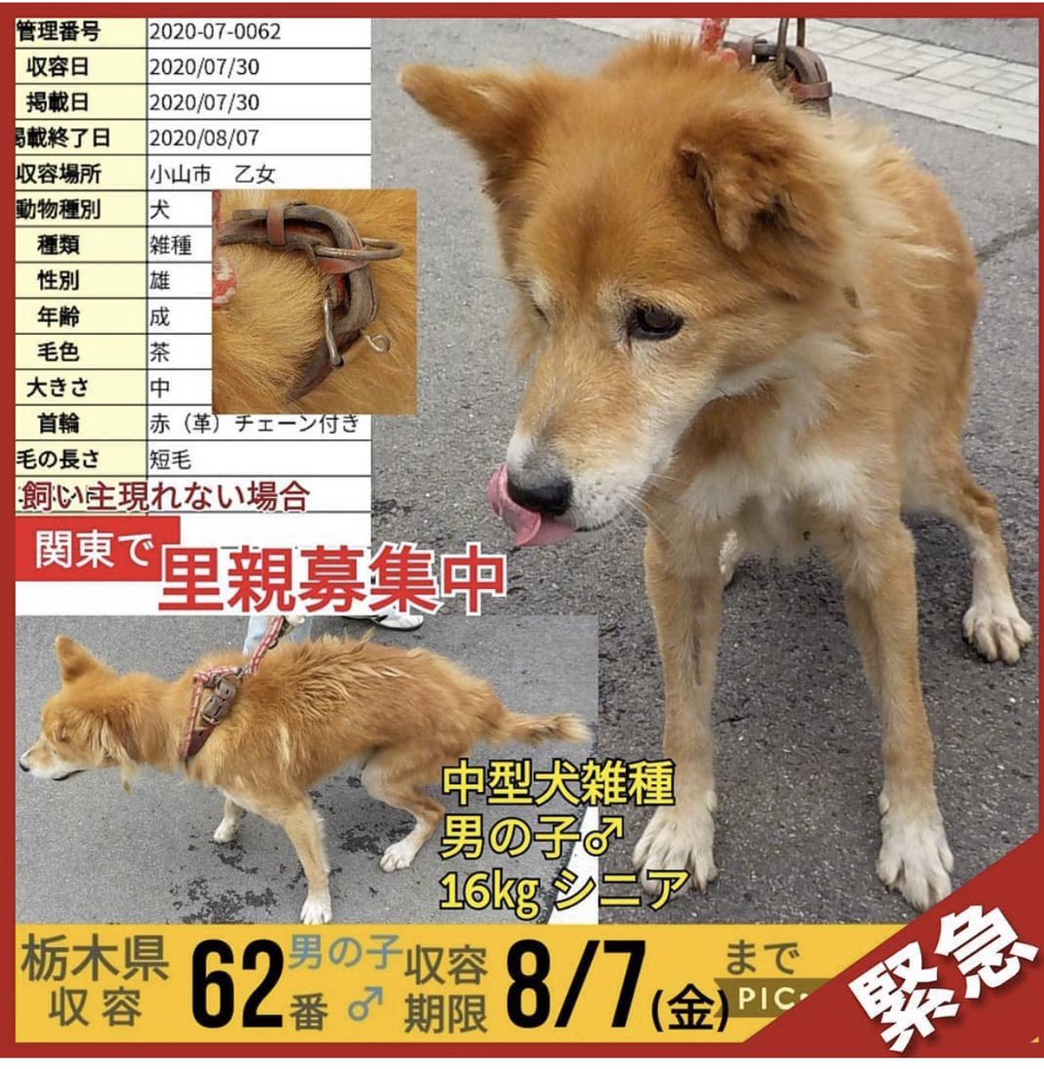 里親 神奈川 犬