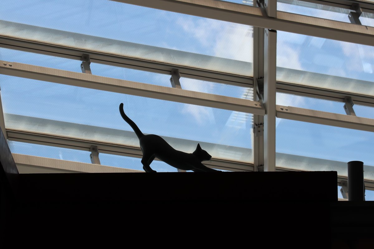 中部国際空港セントレア 今日8月8日は 世界猫の日 だそうです セントレアにゆかりのある 猫 並べてみます 皆さんは幾つご存知ですか セントレア 世界猫の日