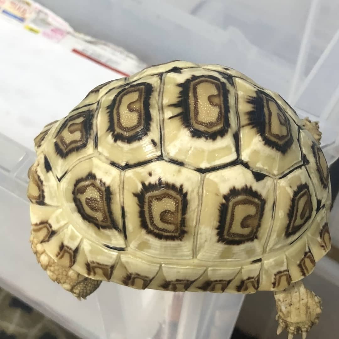 うさぎとカメ ホワイトソマリアヒョウモン Cb入荷凹つきもなく 大変綺麗な個体が入荷しました 今年はホワイトソマリアの入荷が少なくお探しの方はお早めに ヒョウモンリクガメ ホワイトソマリア リクガメ ゾウガメ 爬虫類ショップ 山梨爬虫類