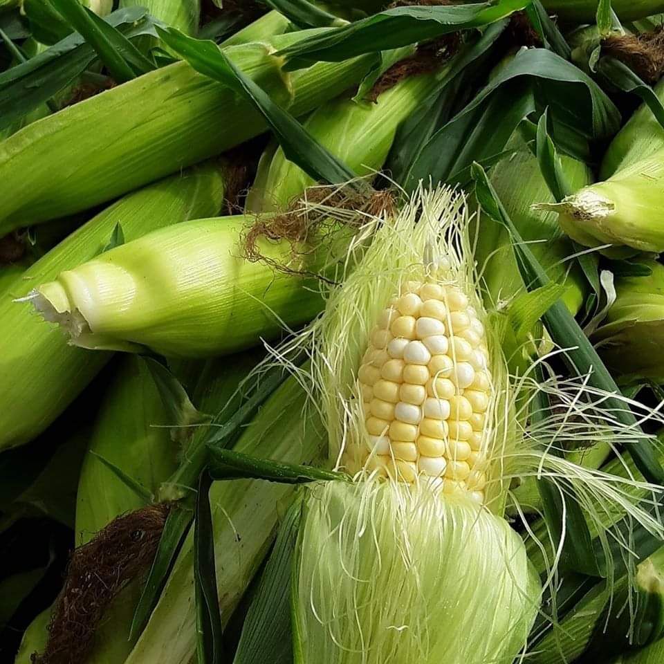 FusilierFarms96's tweet photo. Sweet Corn Sale!! 🌽🌽🌽

Who loves fresh sweet corn!? A lot of people picked it as one of their summertime favorites a few days ago. 

For a limited time, sweet corn is $3 a dozen!

**Sale at both Manchester&amp;Chelsea Stores. https://t.co/EH3Guz5ywl