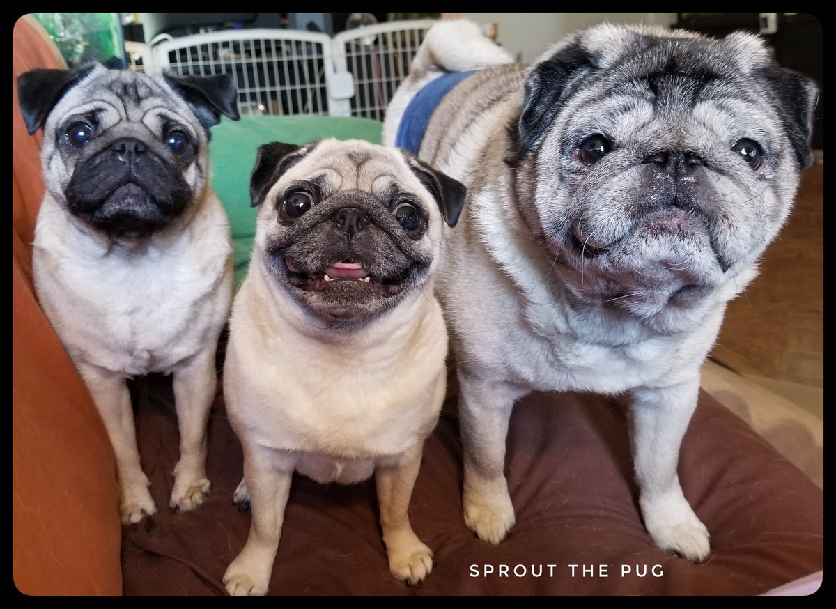 Pug-fucius say:

If you eat, pugs will come!  (And want to share!) 🤣🥠

#WeAreCute #share #PugLogic #pug #pugs #dog #dogs #puppy #puglife #doglife #puppylife #PugsAndKisses #dogsofinstagram #pugsofinstagram #pugsandhugs #dogsoftwitter #cutepuglovers #fridayfeeling #weekend #tgif