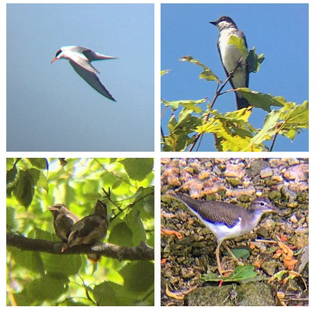 Ontario Place bird notes #36 | Early quiet mornings. Common terns, Eastern Kingbirds, tiny Cedar Waxwings, Spotted Sandpipers, Chimney Swifts, Warbling Vireos and Blue-grey Gnatcatchers.
