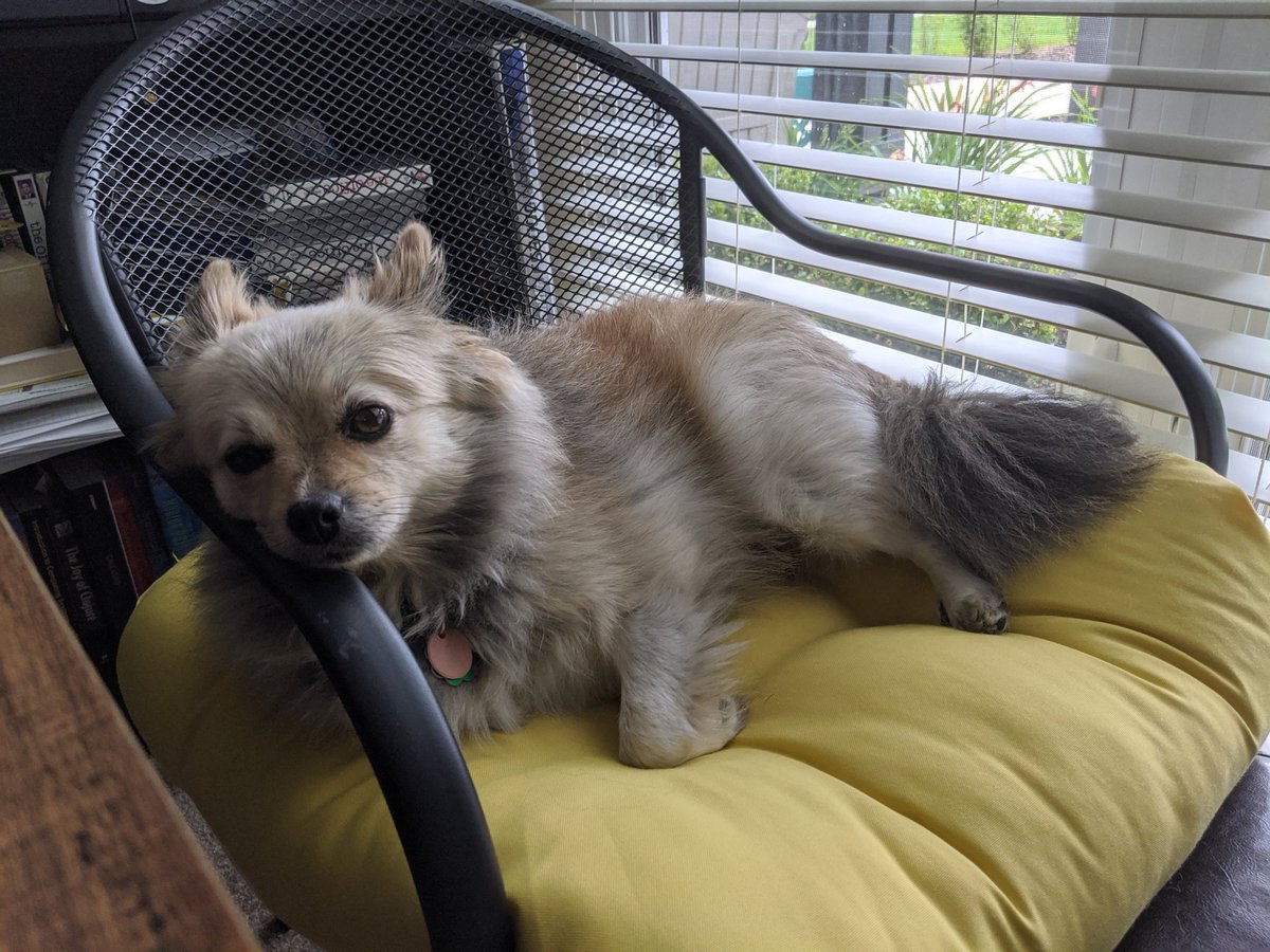 LeftistPuppy's tweet photo. Oh wow, I feel like I was just at 666 and now I'm 17 away from 800! Could this pup get a quick #MarxBoost to pass the 80% mark? 😁
#NoComradesUnder1k https://t.co/9VhgGszerl