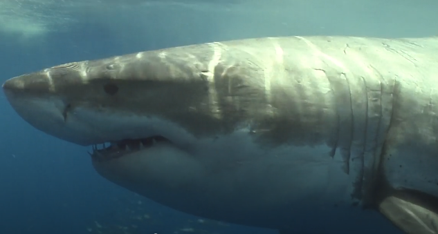 Carcharocles Megalodon was once named Carcharodon megalodon until the 1990's, as they were believed to have a close relation with the Great White, or Carcharodon carcharias.It's now though the similarities of the Meg & Great White are likely the resault of convergent evolution