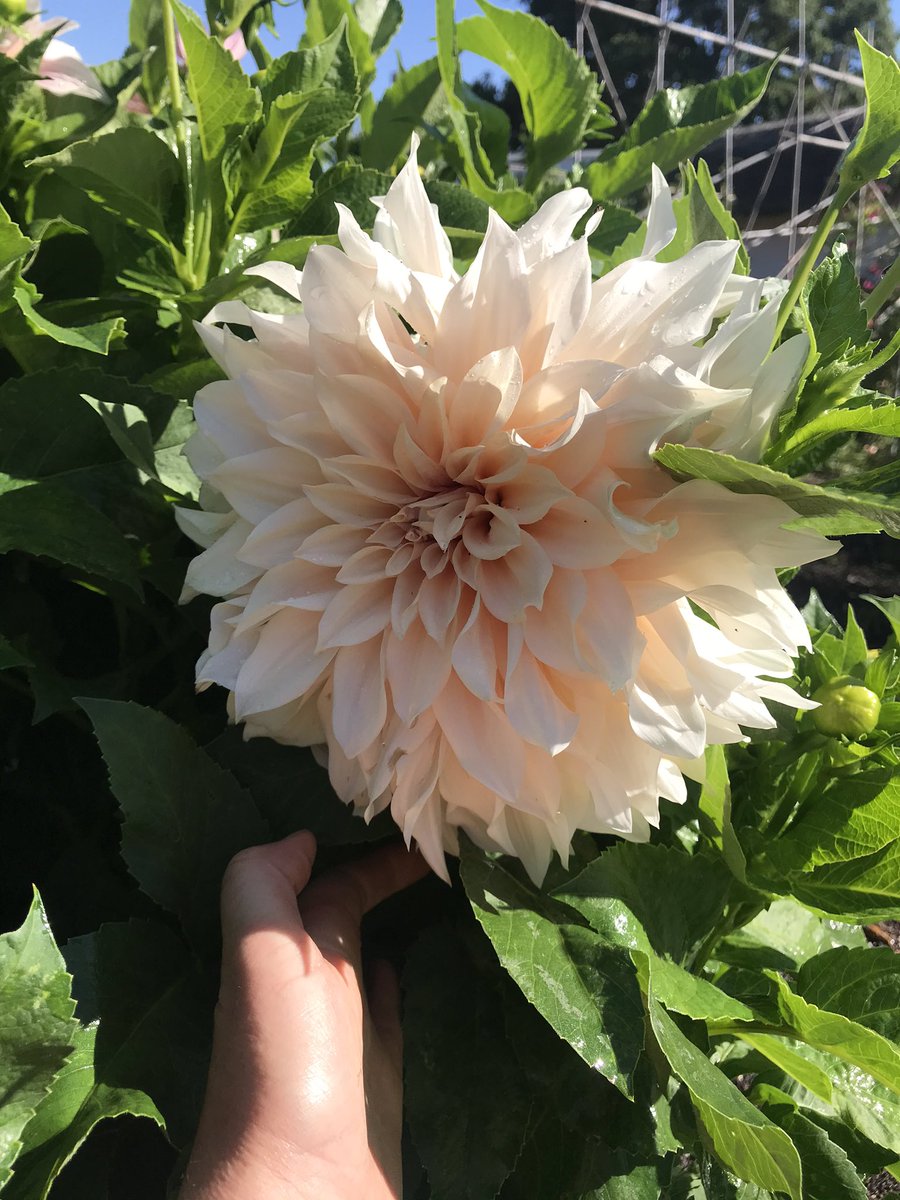 gillyflower's tweet photo. What is not to like about the cafe au lait dahlia!!! It’s huge too! Almost too big for a bouquet! https://t.co/UJINcJc2wa