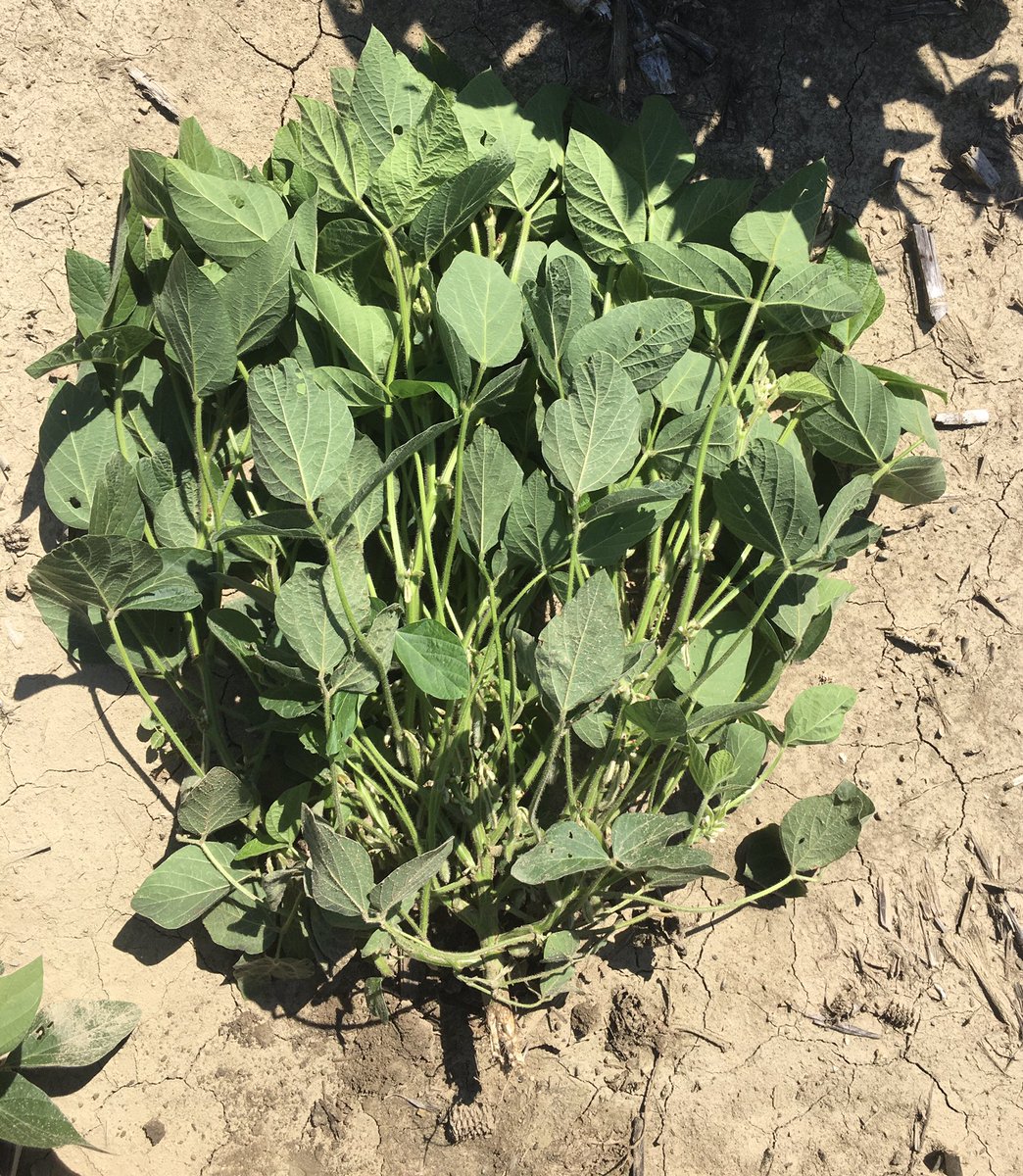 Grace Looker tweet media