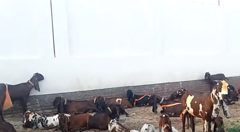 goatsmoney's tweet photo. https://t.co/ZfKvJXkpGh #goatsforsale #youtube #goatsmoneycrew https://t.co/XvEtDmU6xt