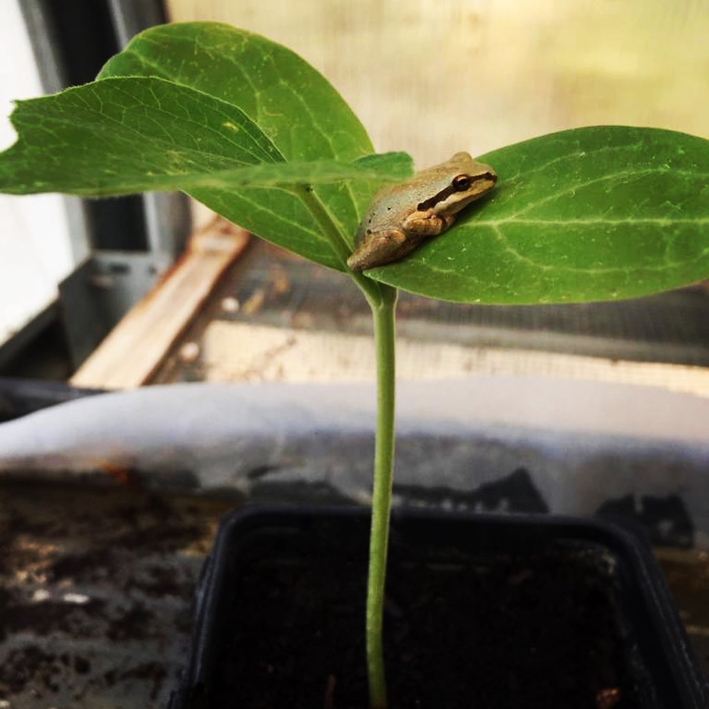 Frogs and toads find the cutest ways to hide in our garden. We have made small ponds for them amidst our plants not just because they are so adorable, but because they love eating bugs! #frogs #toads #integratedpestmanagement #stackingfunctions #foodforest #amphibians