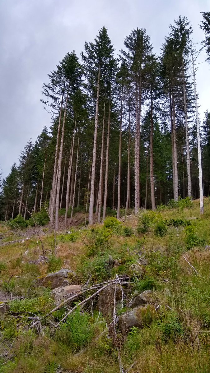forest_dynamics's tweet photo. Despite being partially clearfelled, this thinned stand of Douglas fir/Sitka spruce/Scots pine planted 1945 at Strathyre is still a nice place to visit. Lots of regeneration (Sitka, beech, birch, rowan) in its infancy...main canopy trees > 40m https://t.co/Efj7KBNw7y