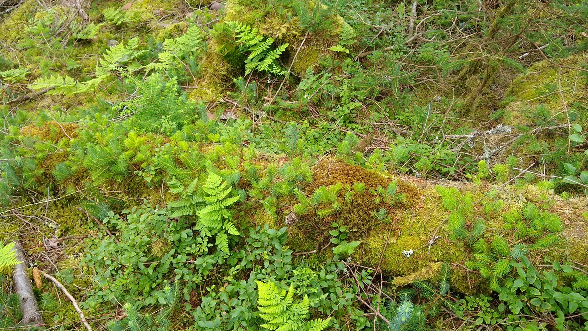 forest_dynamics's tweet photo. Despite being partially clearfelled, this thinned stand of Douglas fir/Sitka spruce/Scots pine planted 1945 at Strathyre is still a nice place to visit. Lots of regeneration (Sitka, beech, birch, rowan) in its infancy...main canopy trees > 40m https://t.co/Efj7KBNw7y