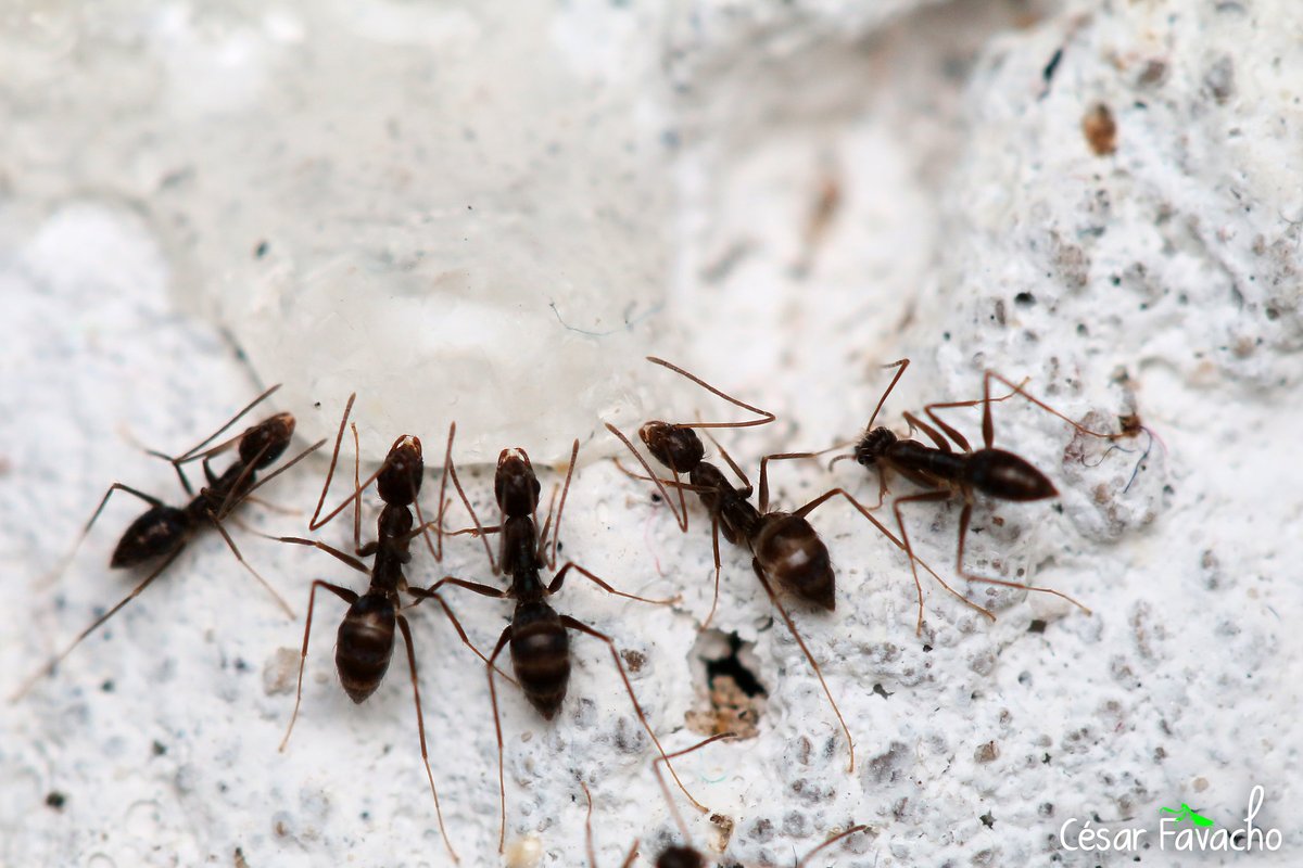 BiodivFoco's tweet photo. Sextou e as formigas avisam:
Pode beber socialmente, mas sem aglomeração!!
#ants #sextou
Foto @CesarFavacho https://t.co/RvFRbgDcbC