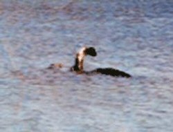The Mansi photo has been described as the very best photo of a lake monster ever, has been taken seriously – as a real photo of a giant, unknown animal species – by many scientists, but has also been decried a hoax, and investigated as a misidentification.