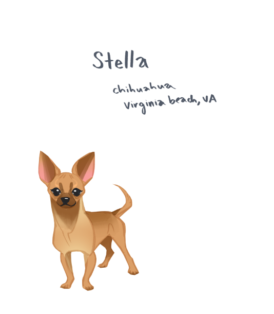 Adoptable Stella the  #chihuahua for  #doggust! She's currently in Virginia Beach, VA  https://www.petfinder.com/dog/stella-46806492/va/virginia-beach/cubbys-crusade-va798/