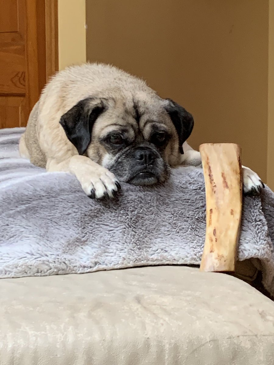 soul7nine's tweet image. Always be in control 😎 #Puglet