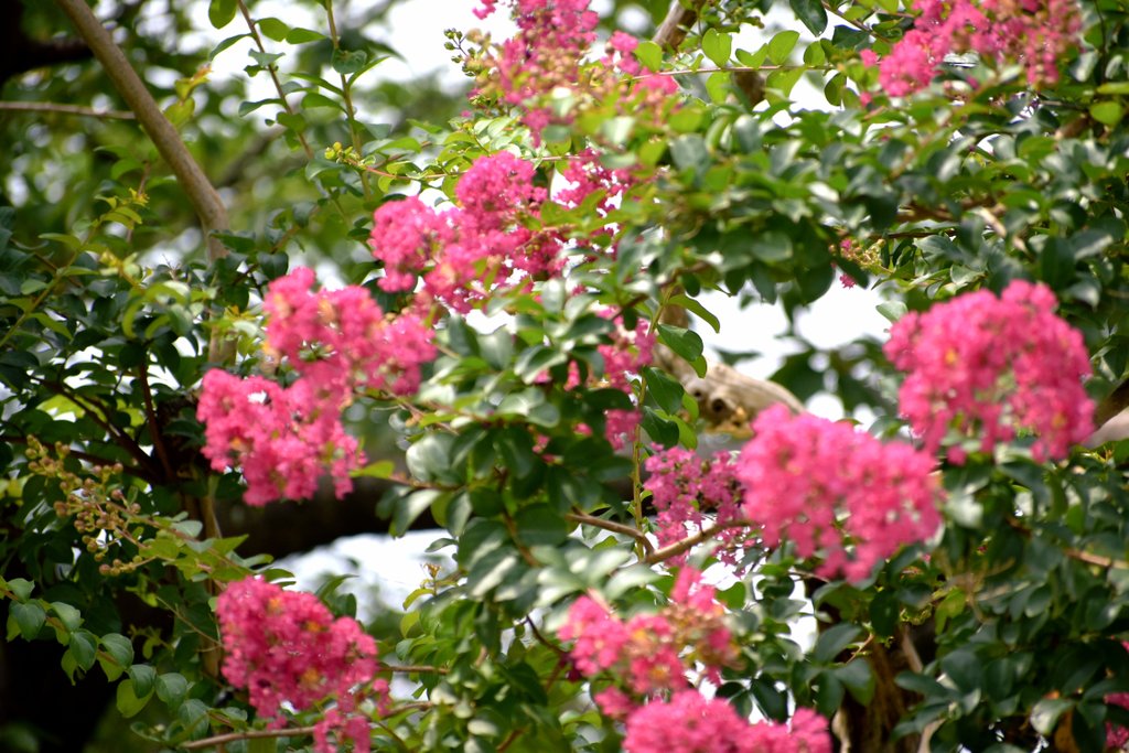 夏に咲く花や木