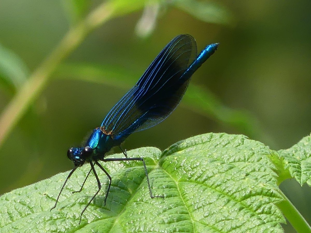 TonyCha41065746's tweet photo. At Ox Close Wood East Keswick today. Pictured, Male Banded Demoiselle damselfly and the remarkable contrast between the upper and underside of a Peacock butterfly. Eleven other butterfly species seen. https://t.co/V7LvxkvyRL