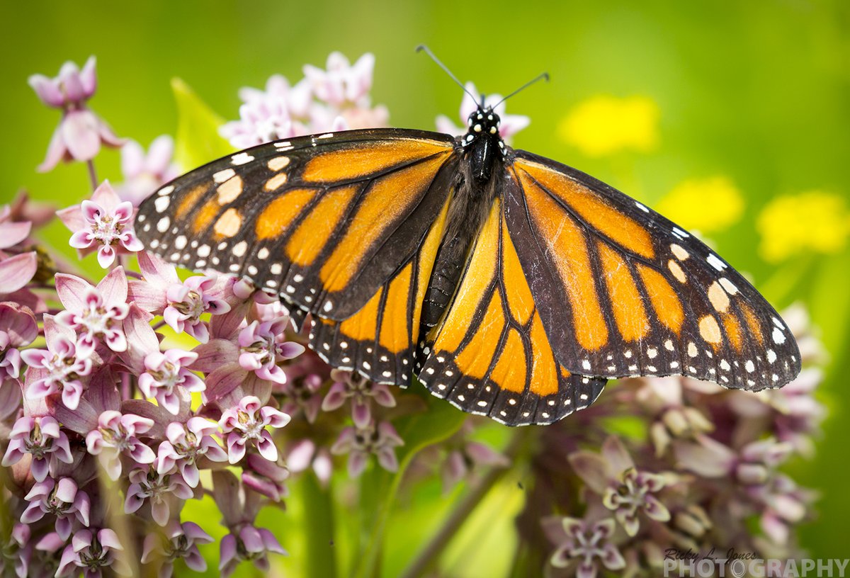 Another long week at work, time to enjoy the #weekend everyone!
#SaveTheMonarch #weather #nature