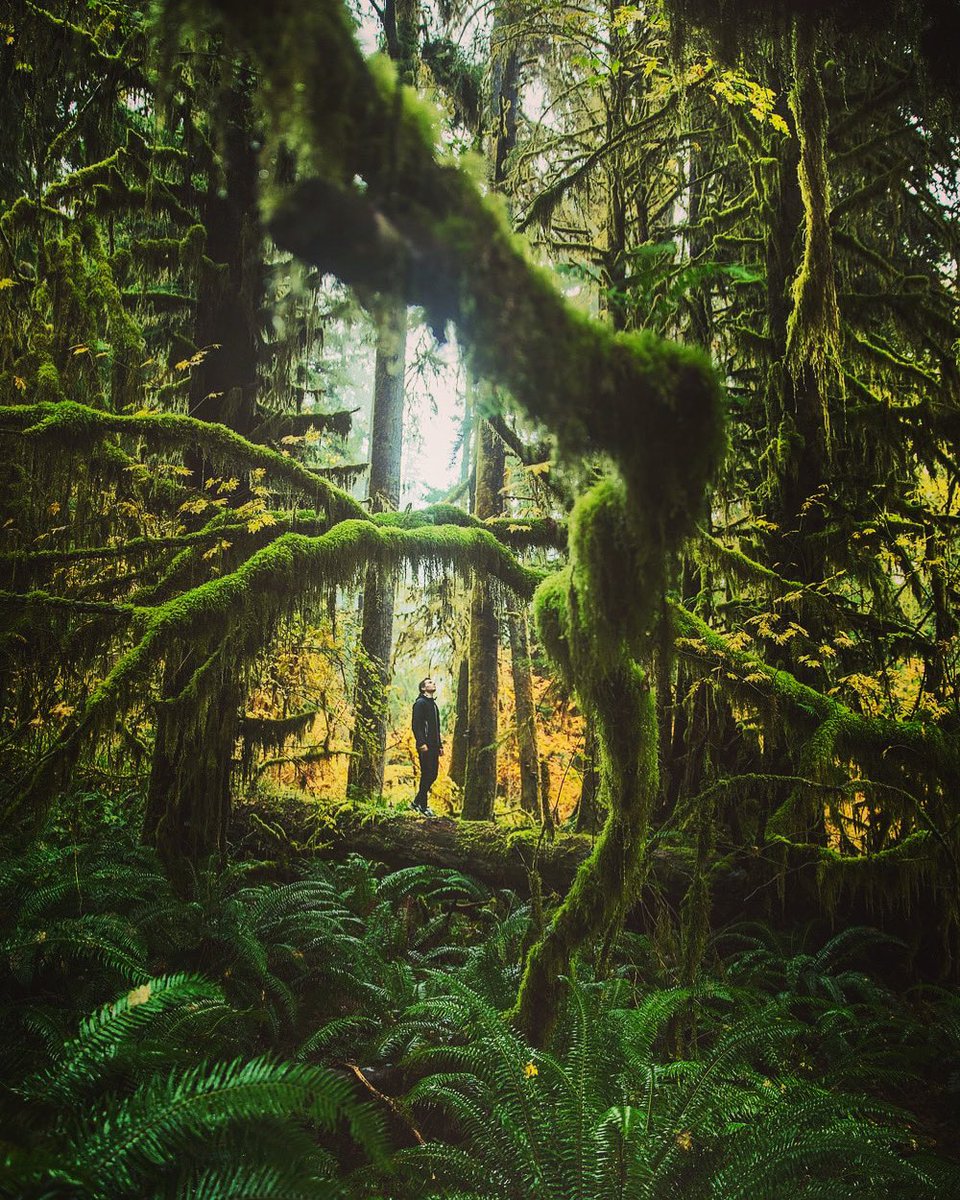 NW_Storages's tweet photo. Hoh Rainforest in #washingtonstate 

#PNW #hiking #explorepnw https://t.co/2HpDQCcexw