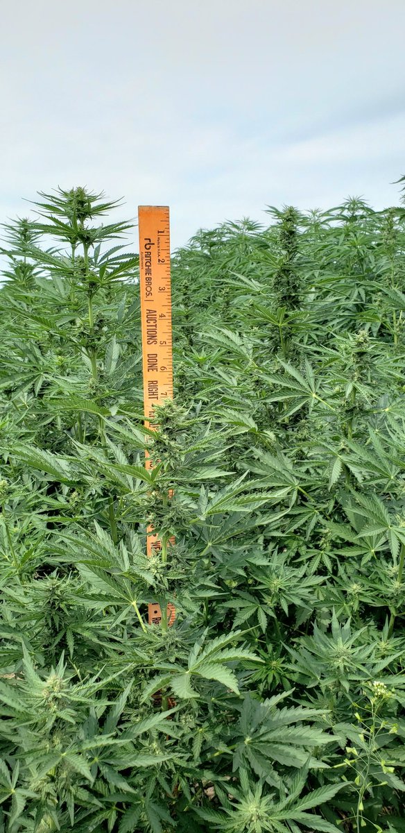 growtritium's tweet photo. Picture not great but we're thrilled with the look of new auto flower #feminized #highcbd #hemp varieties in the trials, loaded with flower less than 60 days into the season and nice manageable height https://t.co/VIylBKmp8k