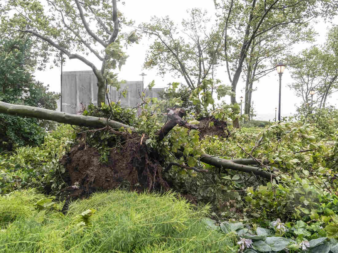 WICKEDBWNY's tweet image. #stillnopower put the powerlines underground .