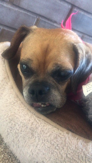 Look at this face😍 https://t.co/bLWMcRfeGX