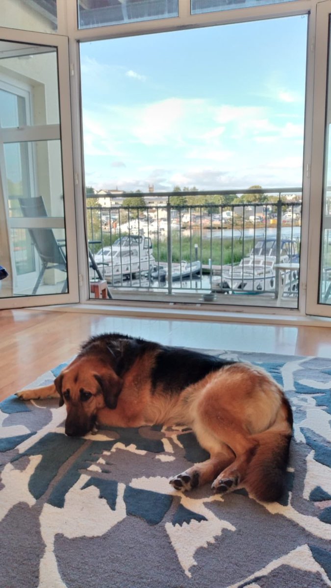 Snowball is sunning herself in her new digs down in Carrick-on-Shannon. #Staycation2020