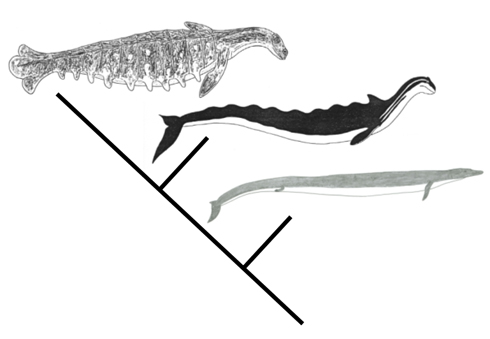 I think the only reason the ‘zeuglodont’ hypothesis was promoted was because some cryptozoologists favoured ‘zeuglodonts’ as the culprits behind lake monster sightings (there’s a long history whereby ‘zeuglodonts’ have been regarded as relevant to sea and lake monster stories).