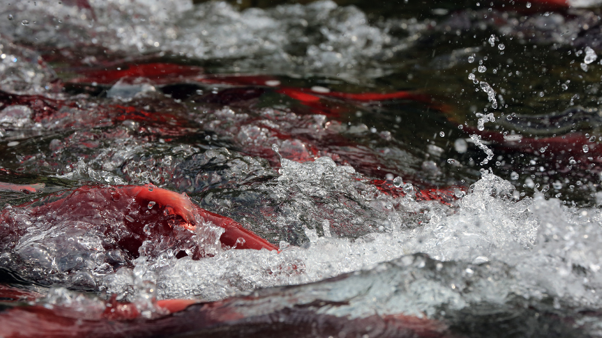 How can you help save one of the greatest wild sockeye salmon runs on Earth? Get involved.

Tell the EPA to #VetoPebbleMine: stoppebbleminenow.org/veto/
Donate: stoppebbleminenow.org/donate/

Photo Credit: Dave McCoy
