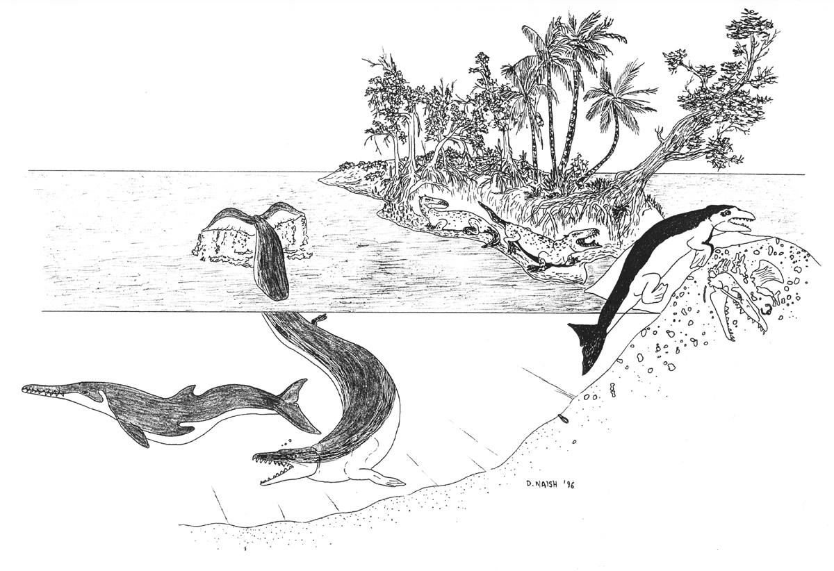 I think the only reason the ‘zeuglodont’ hypothesis was promoted was because some cryptozoologists favoured ‘zeuglodonts’ as the culprits behind lake monster sightings (there’s a long history whereby ‘zeuglodonts’ have been regarded as relevant to sea and lake monster stories).