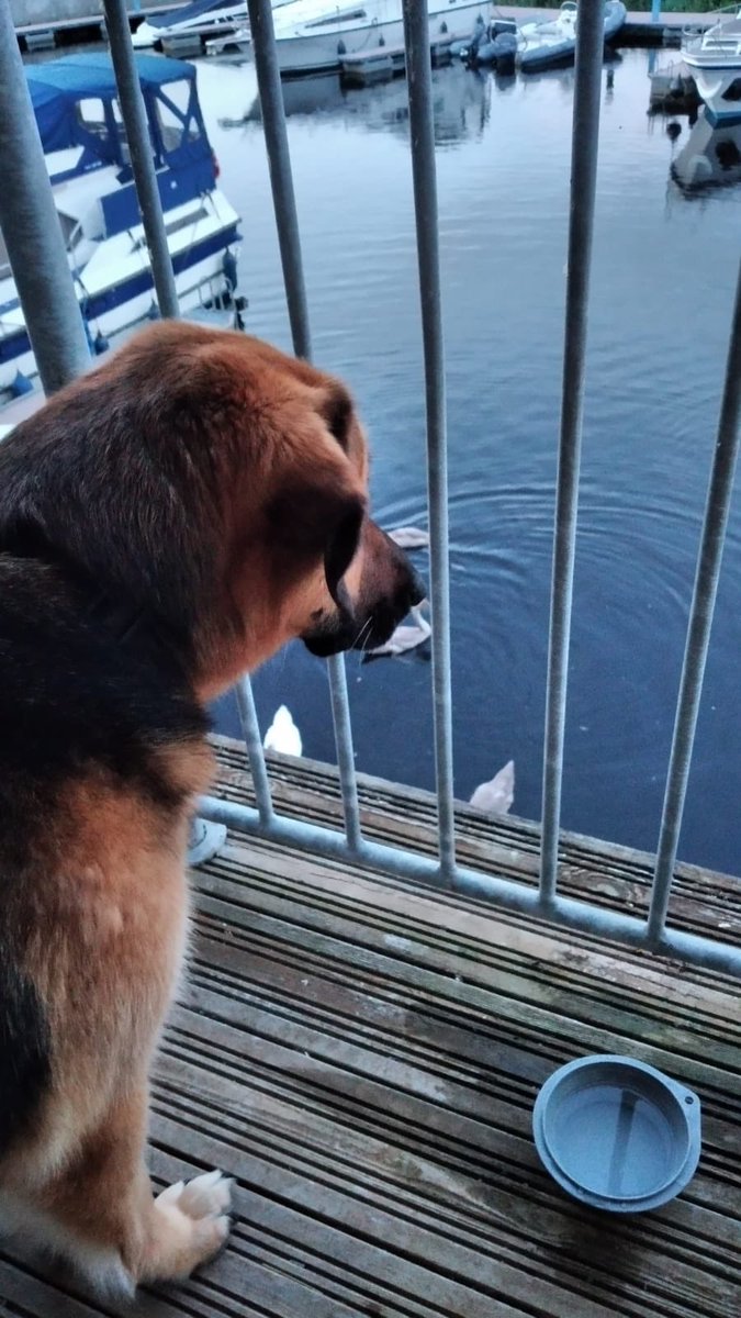 #Staycation2020 Snowball is fascinated by the swans 🦢 in the marina. Wonderful break.