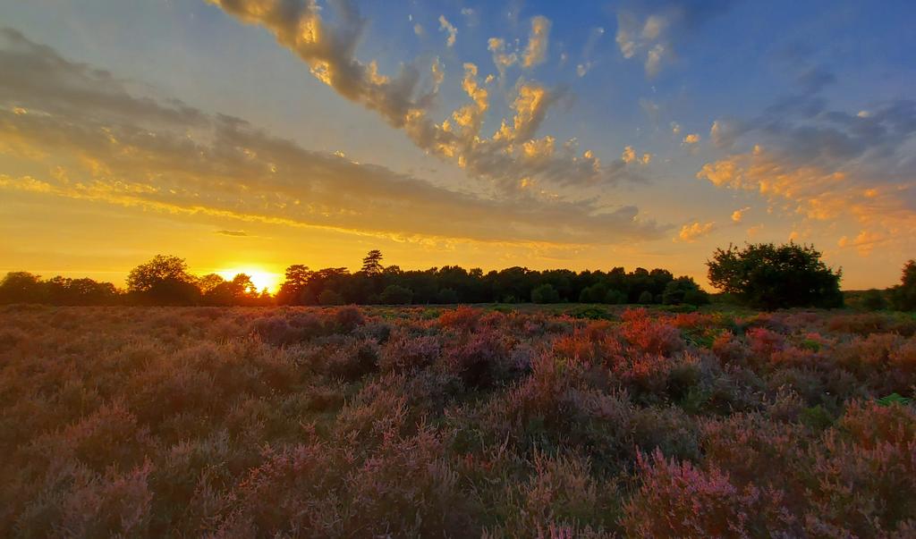 GreeneIndy's tweet photo. A sublime lone walk out on #RSPBBudby tonight! 
With the welcome company of a Nightjar, Woodlark, Noctule Bat, Crossbills and the distant "kronk" "kronk" of a Raven. 

Absolute bliss! 😊🦅🌄🦇 https://t.co/0TGPXlcoRP