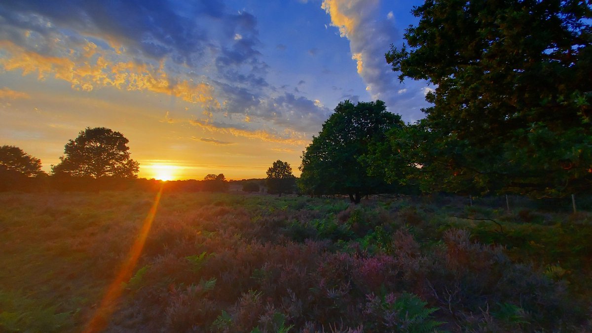 GreeneIndy's tweet photo. A sublime lone walk out on #RSPBBudby tonight! 
With the welcome company of a Nightjar, Woodlark, Noctule Bat, Crossbills and the distant "kronk" "kronk" of a Raven. 

Absolute bliss! 😊🦅🌄🦇 https://t.co/0TGPXlcoRP