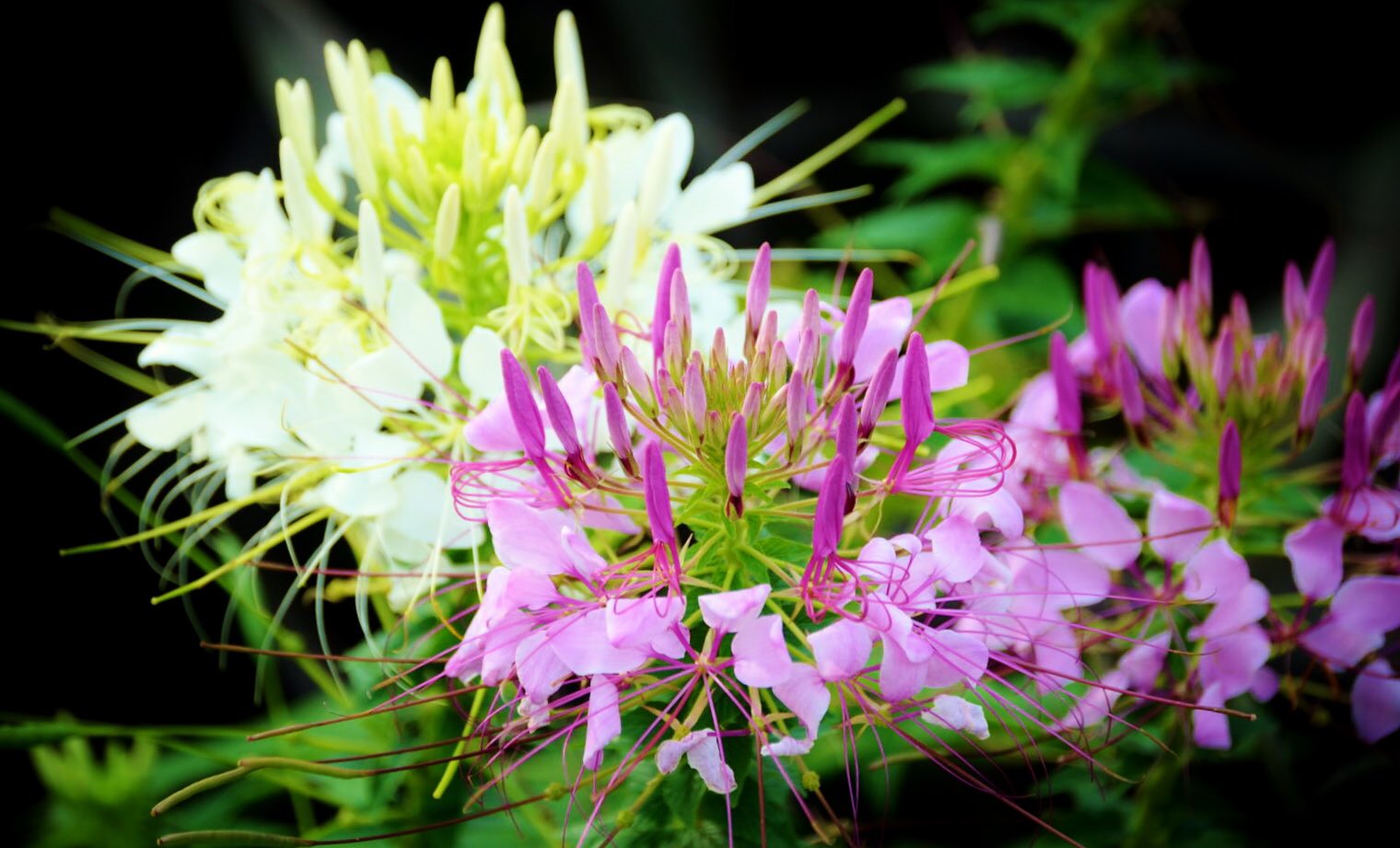 花 8月8日の花 クレオメ 花言葉 小さな愛 フウチョウソウ科 別名 西洋風蝶草 酔蝶花 スイチョウカ 英名 Spider Flower スパイダーフラワー 蜘蛛の花 渡来 明治時代初期 花色 白 ピンク 紫 原産地 南アメリカ 開花期 7月 10月