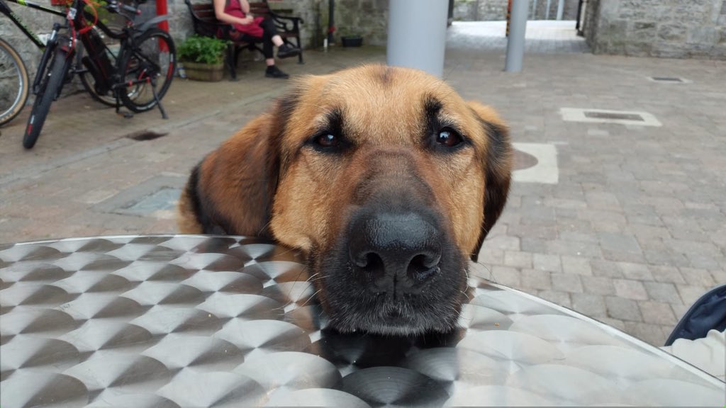 Lots of grá to the amazing people at Divino Restaurant for welcoming Guide Dog Peggy, and thanks for protecting her tail. <a href="/CoraDromaRuisc/">Carrick On Shannon</a> agus <a href="/irishguidedogs/">Irish Guide Dogs for the Blind</a>.
